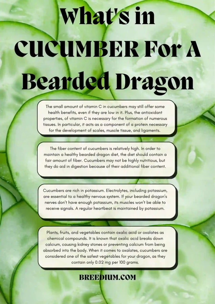 What's in CUCUMBER For A Bearded Dragon