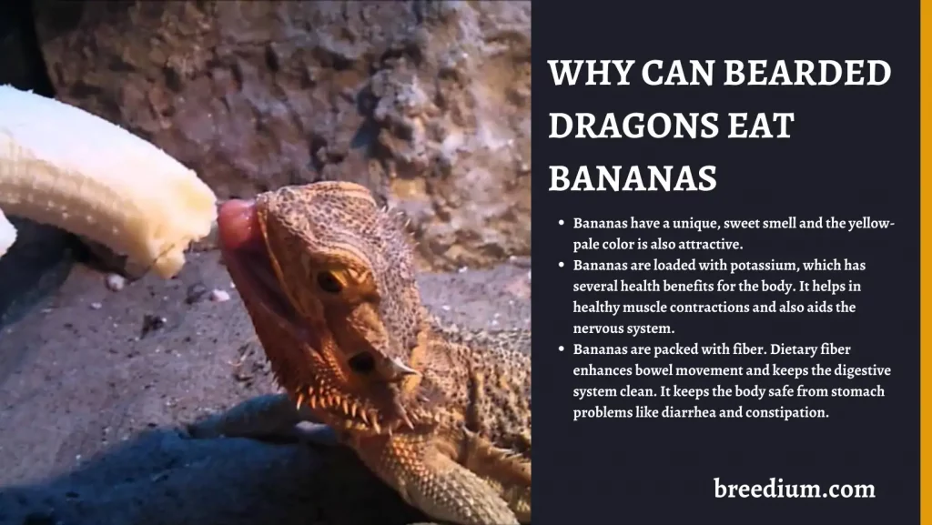 Why Can Bearded Dragons Eat Bananas