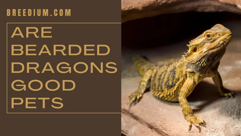 Are Bearded Dragons Good Pets? | An Honest Guide!