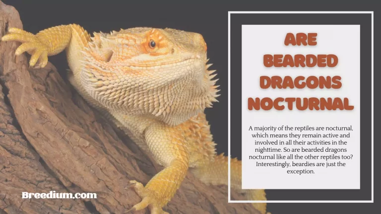 Are Bearded Dragons Nocturnal? | Diurnal Behavior Explained