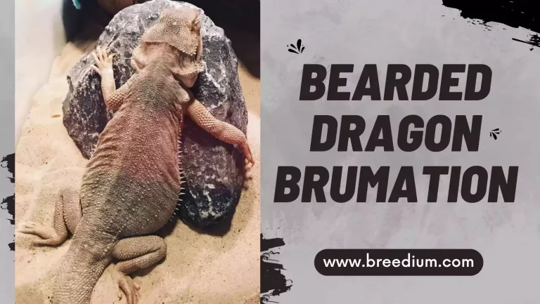 Bearded Dragon Brumation