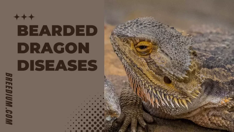 4 Common Bearded Dragon Diseases – Problems | Breedium