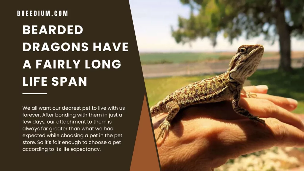 Bearded Dragons Have a Fairly Long Life Span