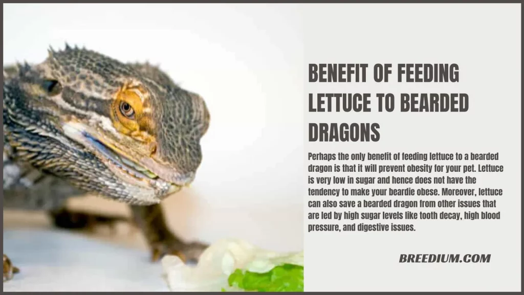 Benefit Of Feeding Lettuce To Bearded Dragons