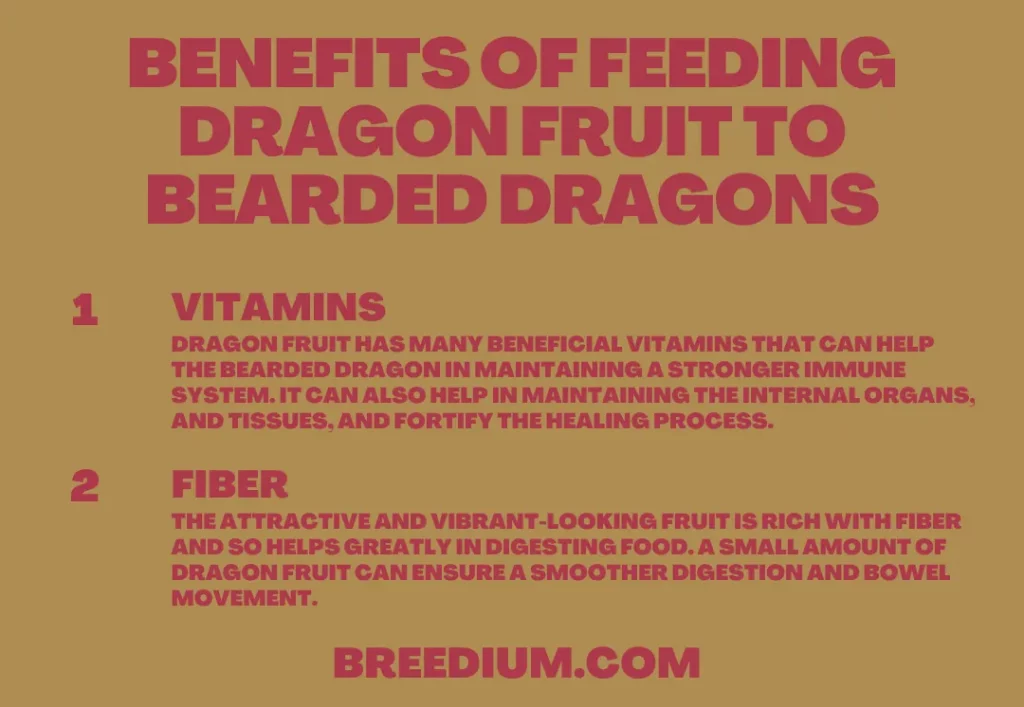 Benefits Of Feeding Dragon Fruit
