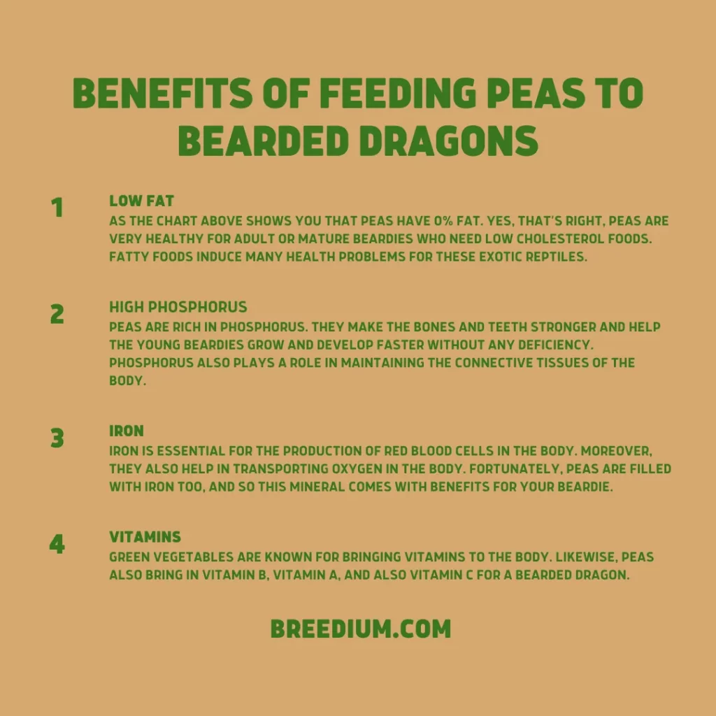 Benefits Of Feeding Peas To Bearded Dragons