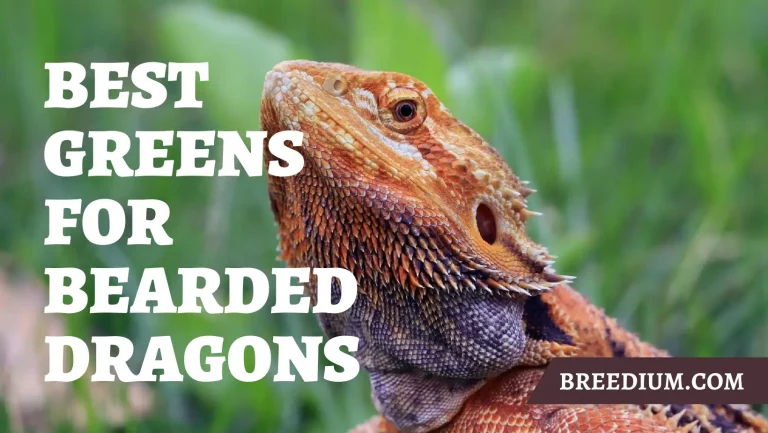 Best Greens For Bearded Dragons | Nutritious Veggies Guide