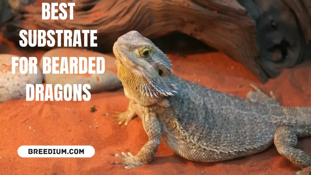 Best Substrate For Bearded Dragons