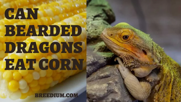 Can Bearded Dragons Eat Corn? | Good Or Bad?