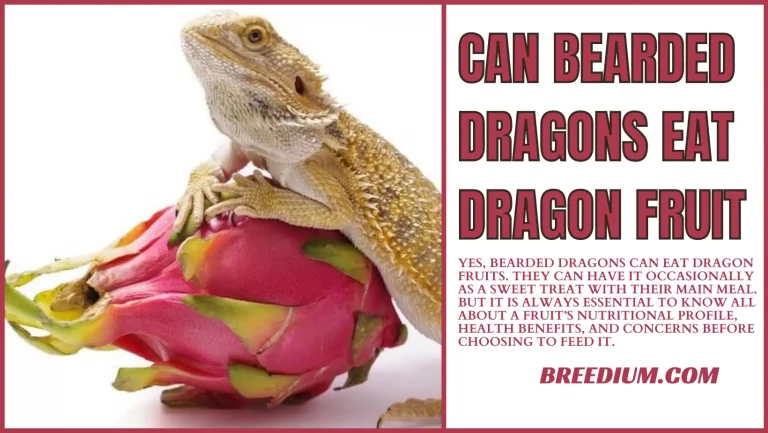 Can Bearded Dragons Eat Dragon Fruit? | Exotic Fruit Treats