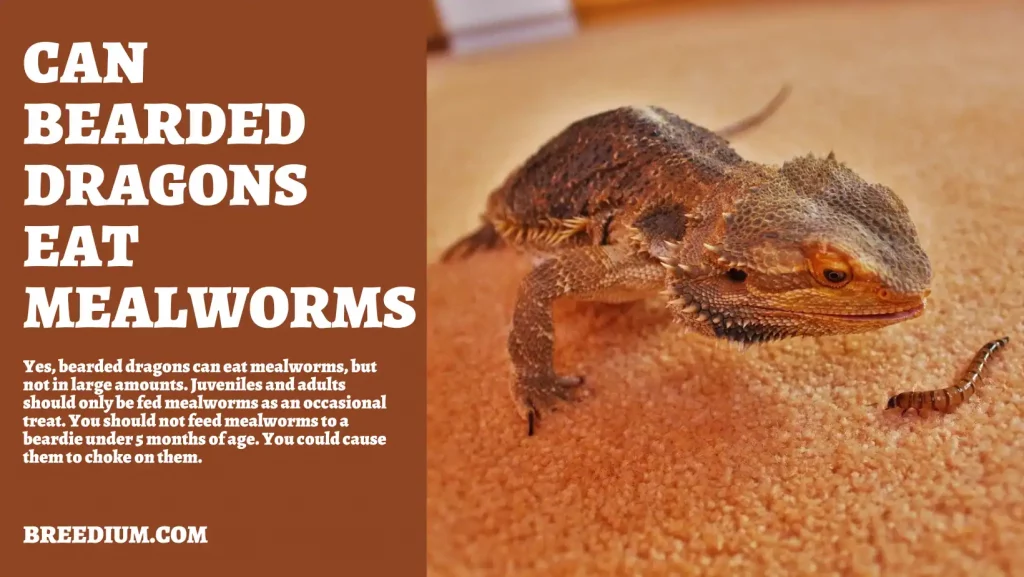 Can Bearded Dragons Eat Mealworms