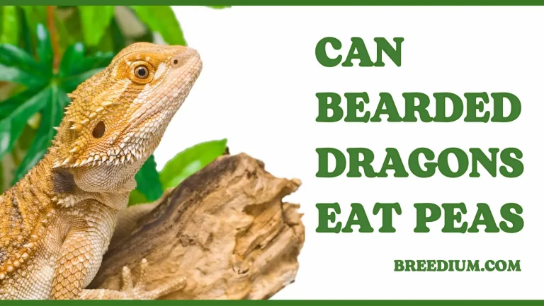 Can Bearded Dragons Eat Peas? | Benefits & Risks!