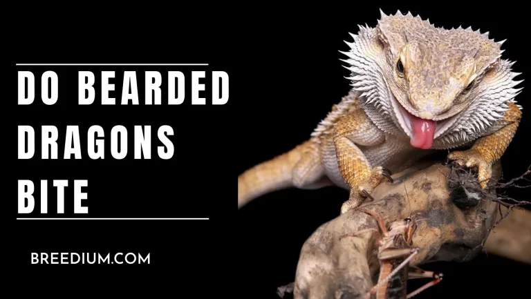 Do Bearded Dragons Bite? | Understanding Your Reptile