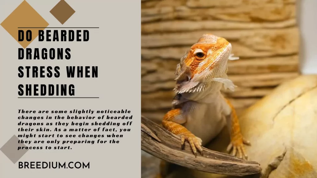 Do Bearded Dragons Stress When Shedding