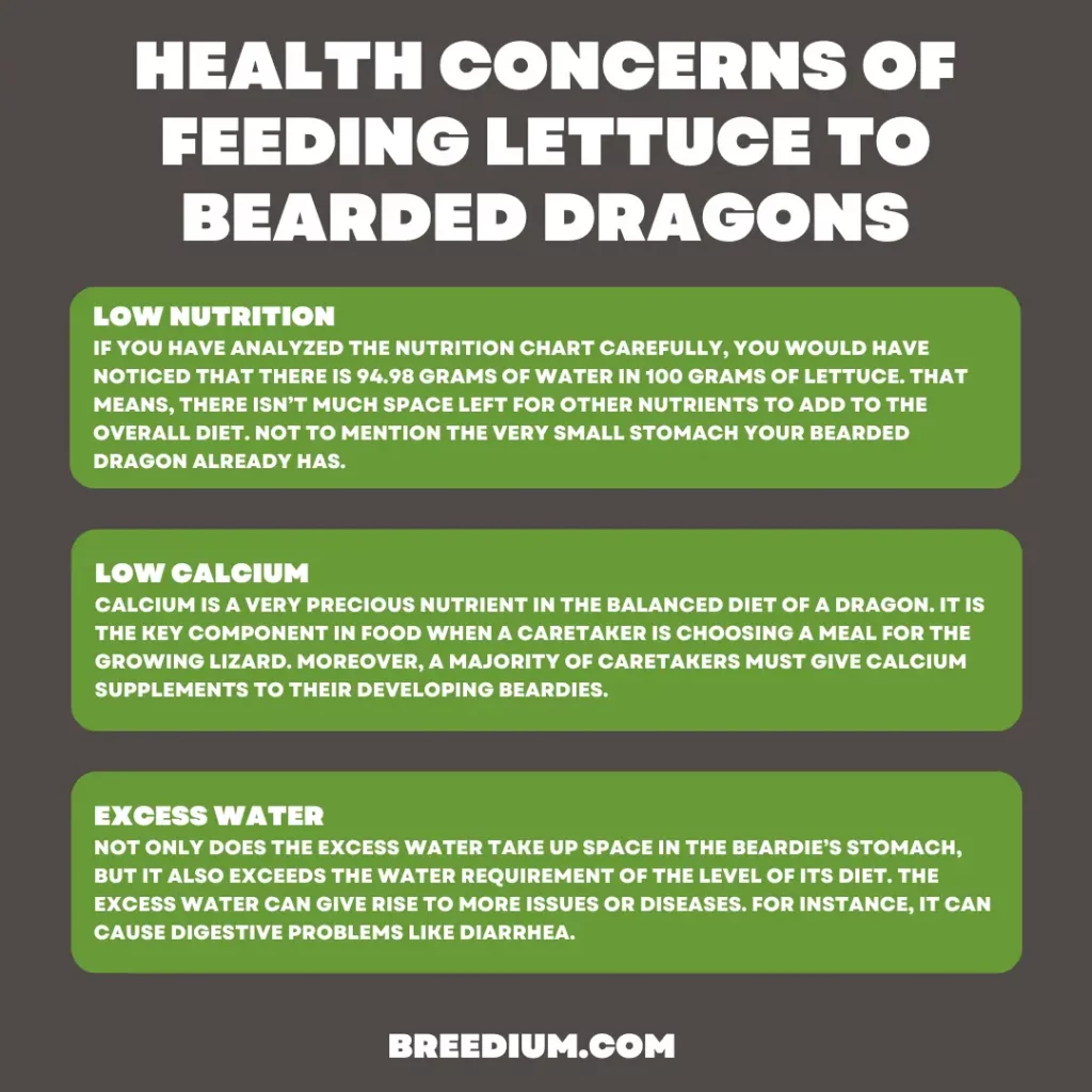 Health Concerns Of Feeding Lettuce To Bearded Dragons