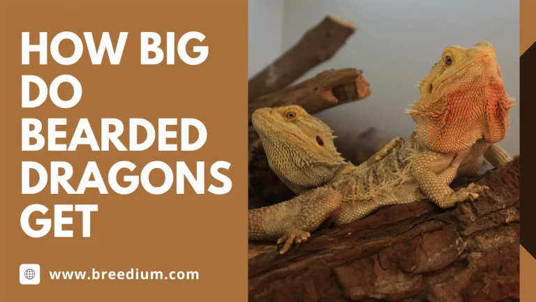 How Big Do Bearded Dragons Get? | Growth And Size Chart
