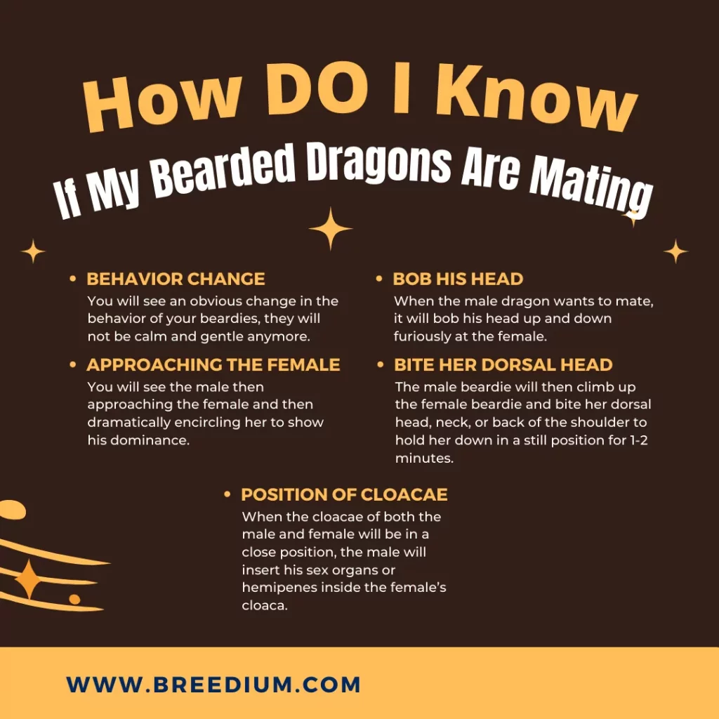 How Do I Know If My Bearded Dragons Are Mating