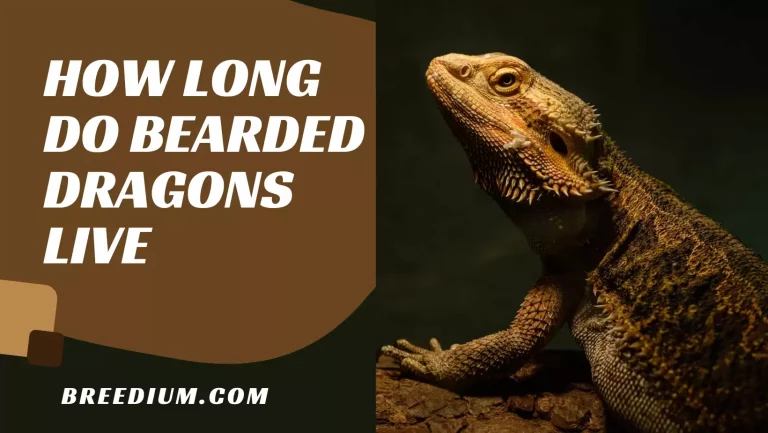 How Long Do Bearded Dragons Live? | LifeSpan Of Bearded Dragons