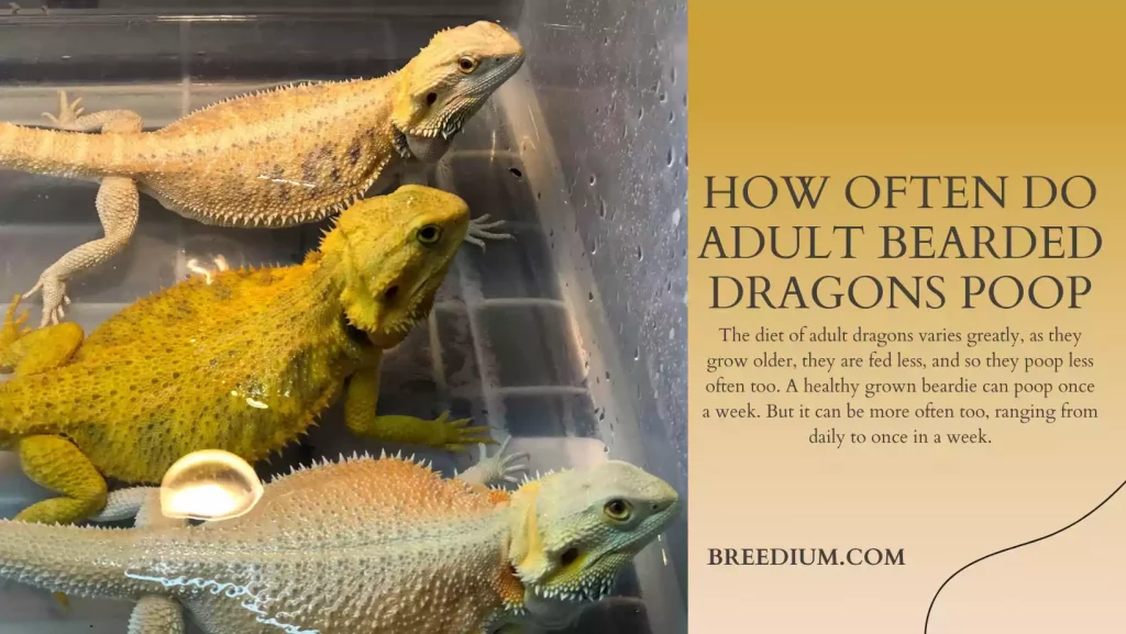 How Often Do Adult Bearded Dragons Poop