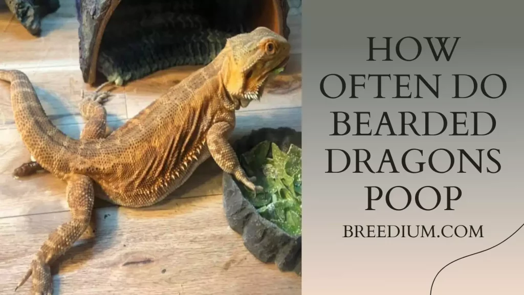 How Often Do Bearded Dragons Poop