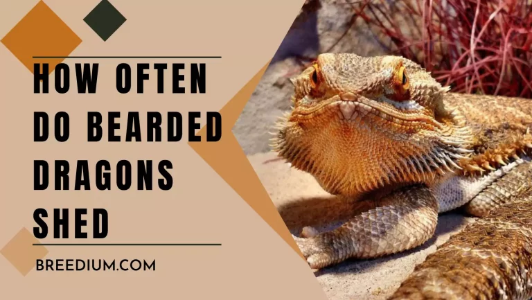 How Often Do Bearded Dragons Shed? | Complete Shedding Process