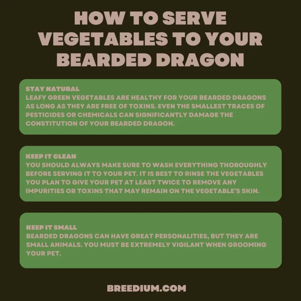 How to Serve Vegetables To Your Bearded Dragon