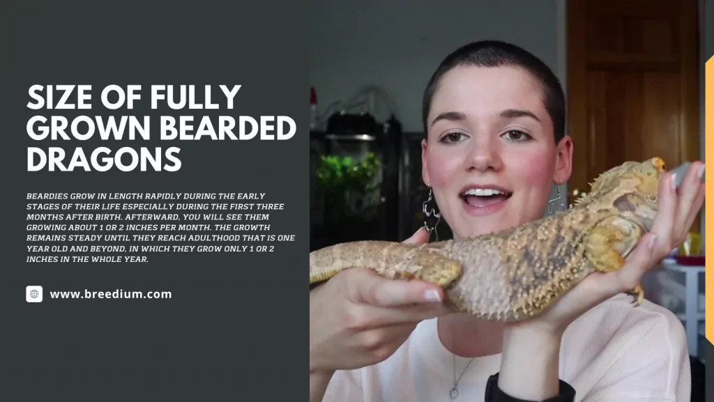 Size Of Fully Grown Bearded Dragons