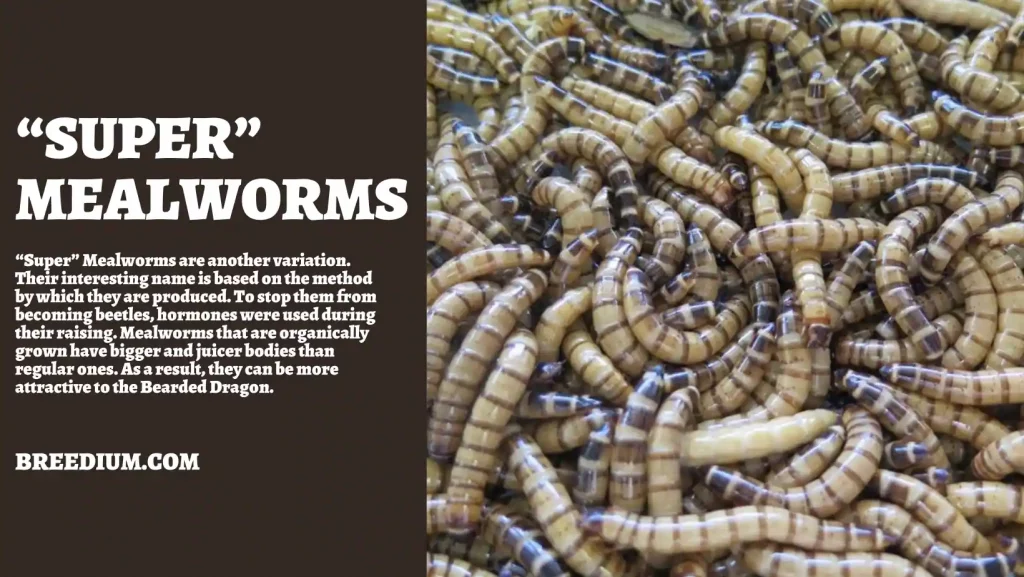 “Super” Mealworms