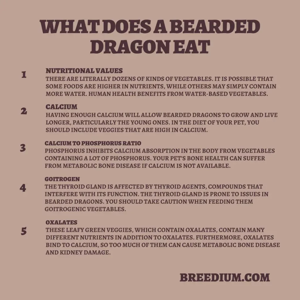 What Does a Bearded Dragon Eat