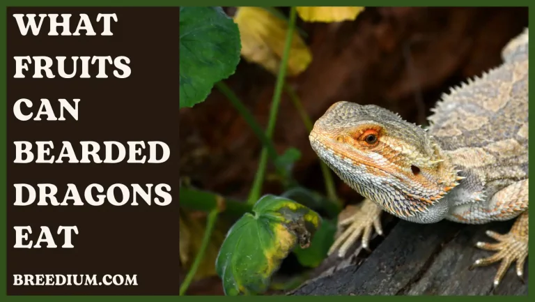 What Fruits Can Bearded Dragons Eat? | Best Fruits For Them!