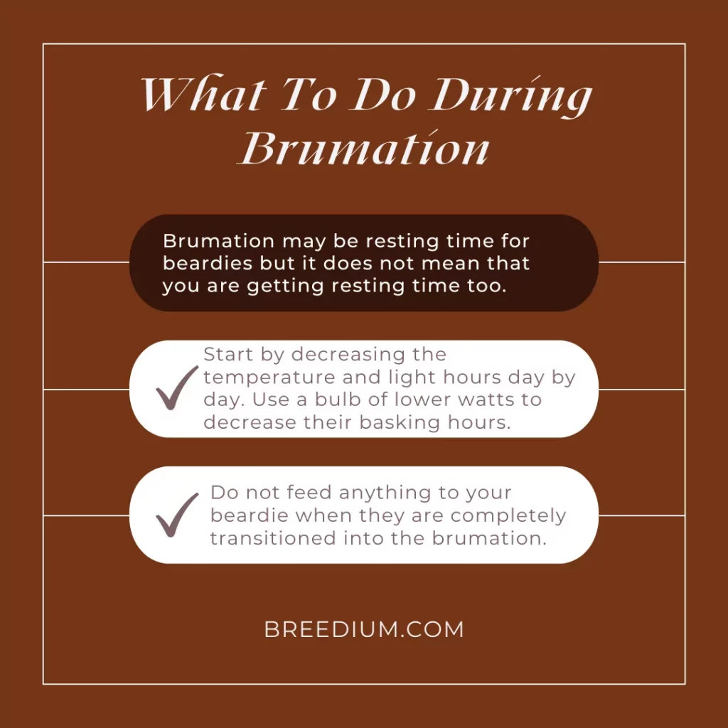 What To Do During Brumation