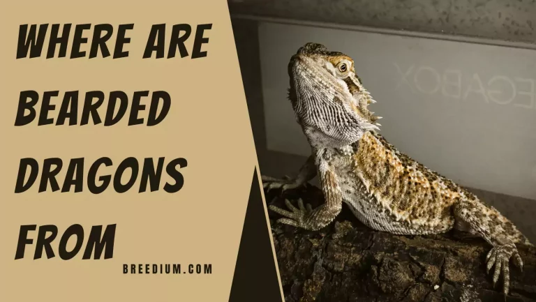 Where Are Bearded Dragons From? | Native Habitat