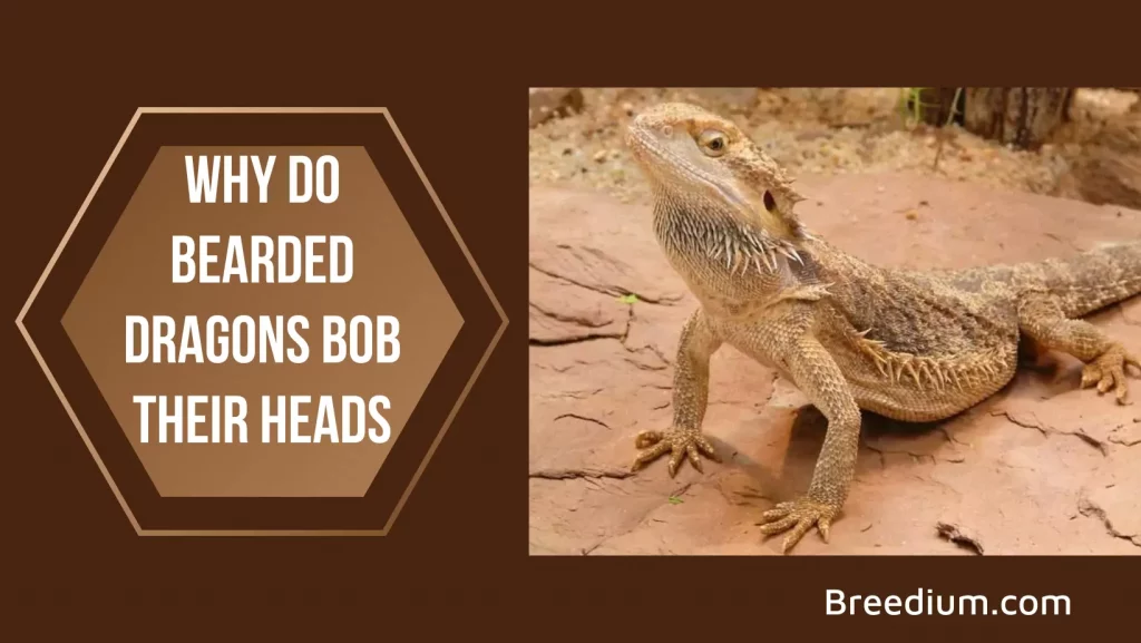 Why Do Bearded Dragons Bob their Heads