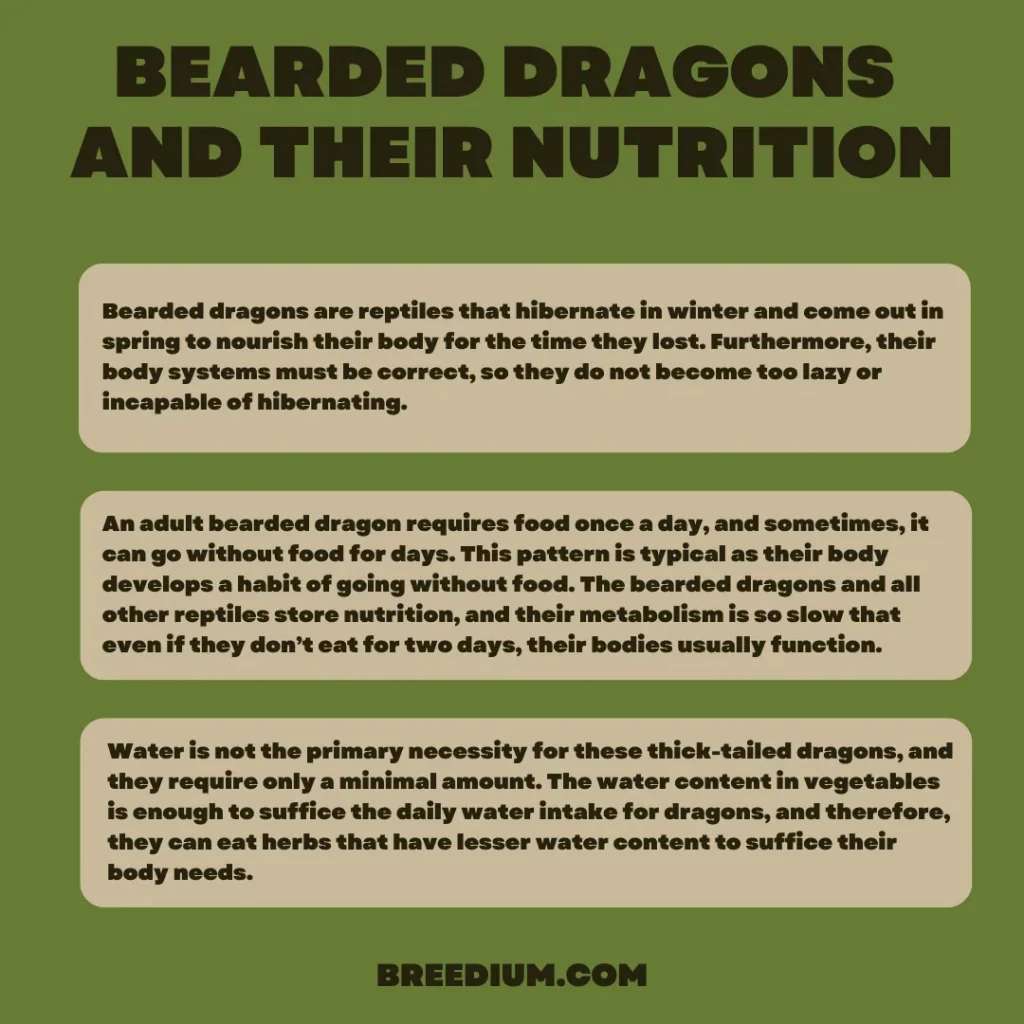 Bearded Dragons And Their Nutrition