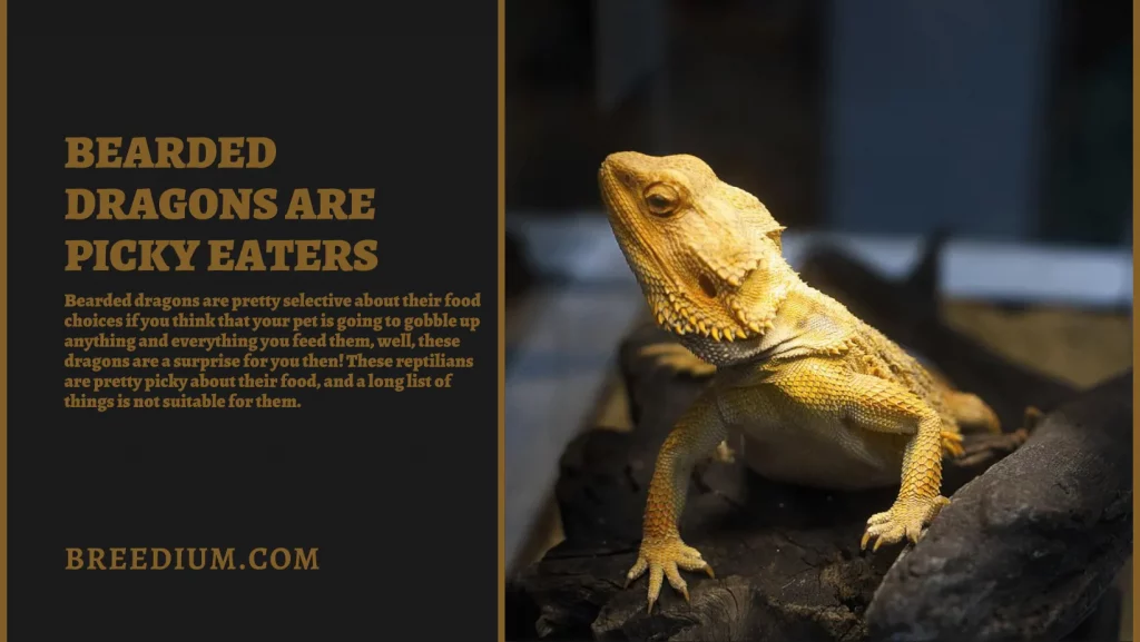 Bearded Dragons Are Picky Eaters