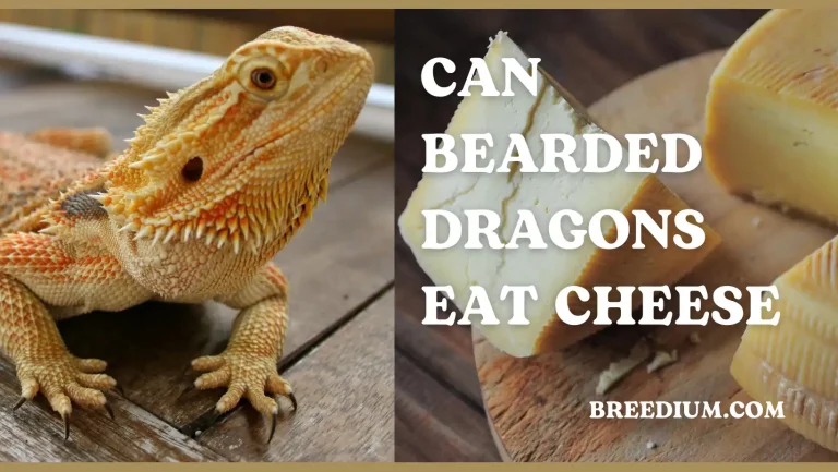 Can Bearded Dragons Eat Cheese? | Dairy Product Caution