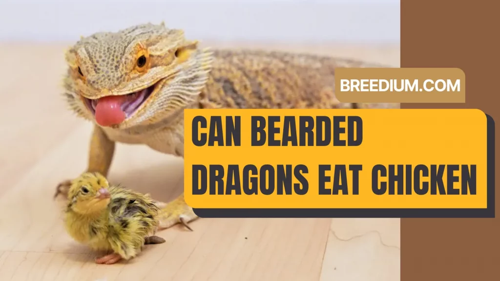 Can Bearded Dragons Eat Chicken