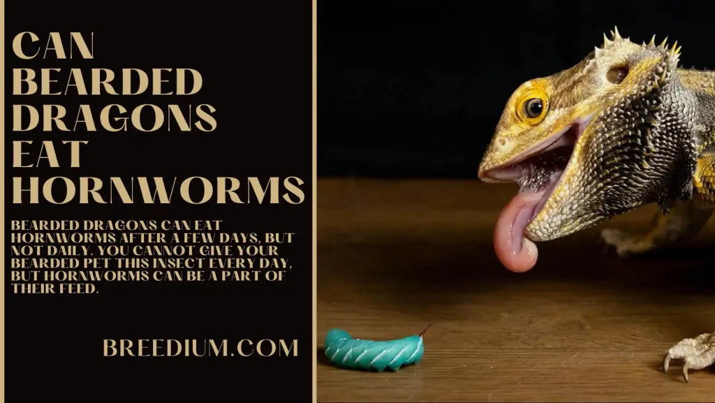 Can Bearded Dragons Eat Hornworms