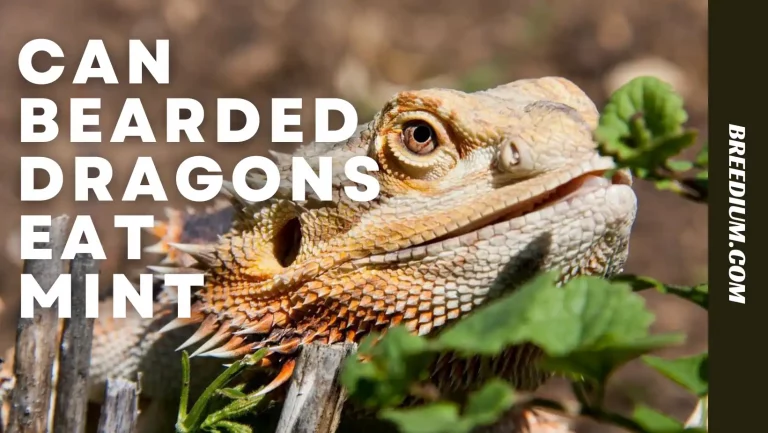 Can Bearded Dragons Eat Mint? | Risks Of Mint Leaves!