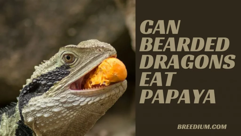 Can Bearded Dragons Eat Papaya