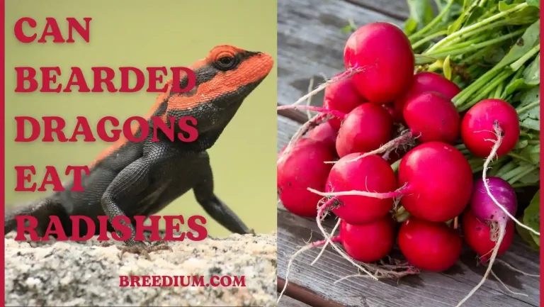 Can Bearded Dragons Eat Radishes? | Safe Vegetable Choices