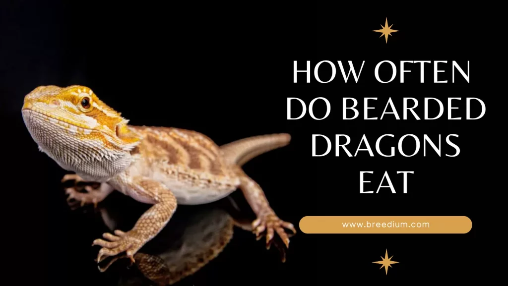 How Often Do Bearded Dragons Eat