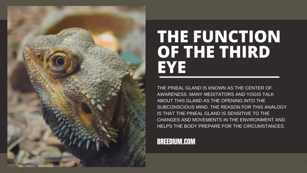 The Function Of The Third Eye