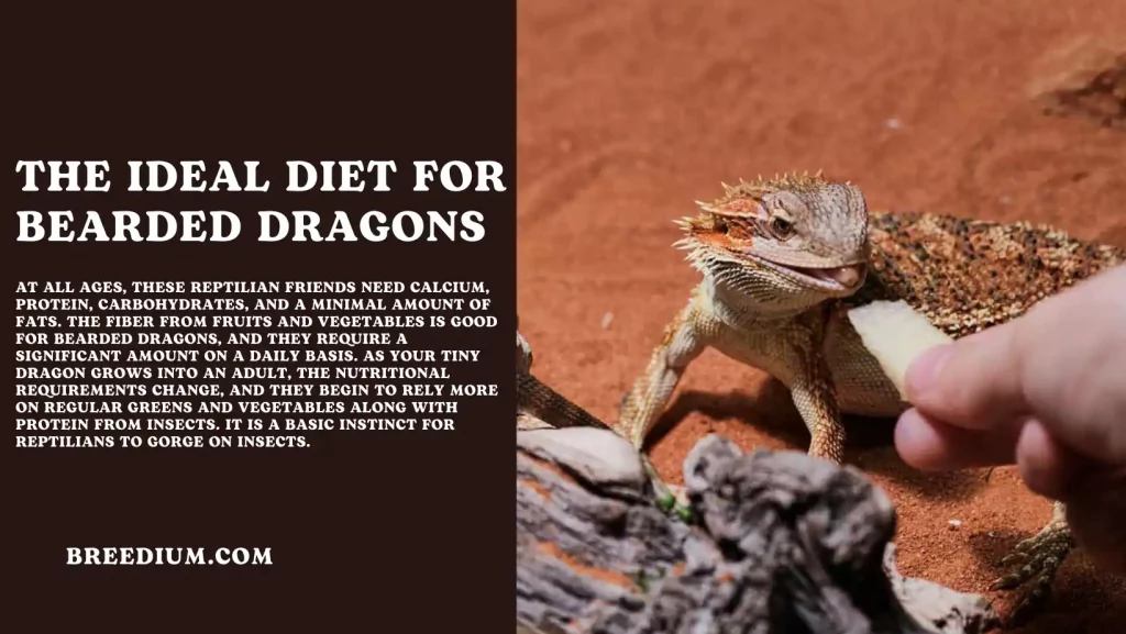 The Ideal Diet For Bearded Dragons