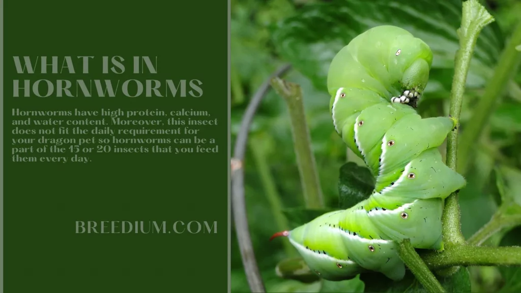 What Is In Hornworms