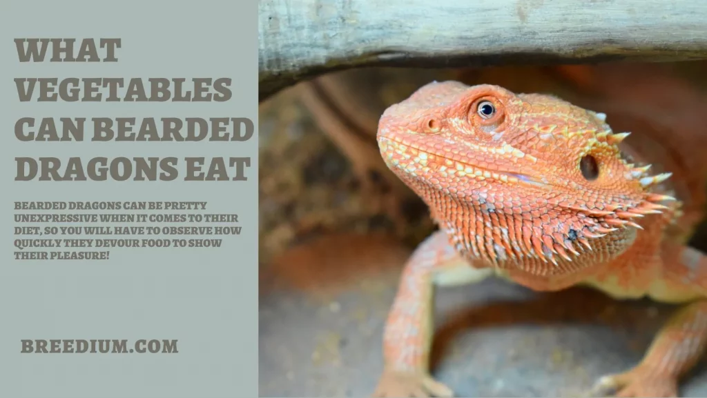 What Vegetables Can Bearded Dragons Eat