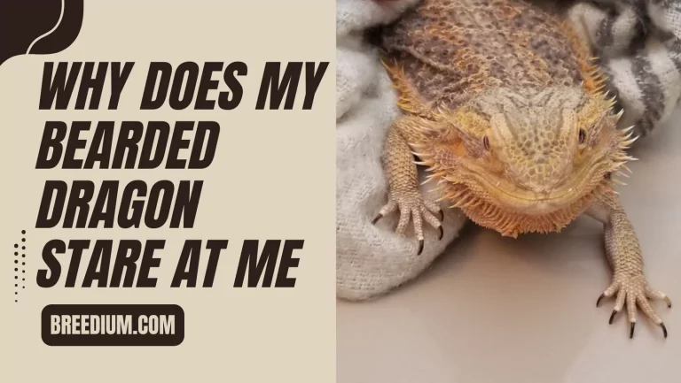 Why Does My Bearded Dragon Stare At Me? | Reptile Behavior Explained