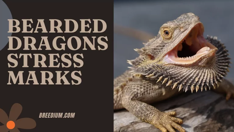 Bearded Dragon Stress Marks | 7 Possible Reasons