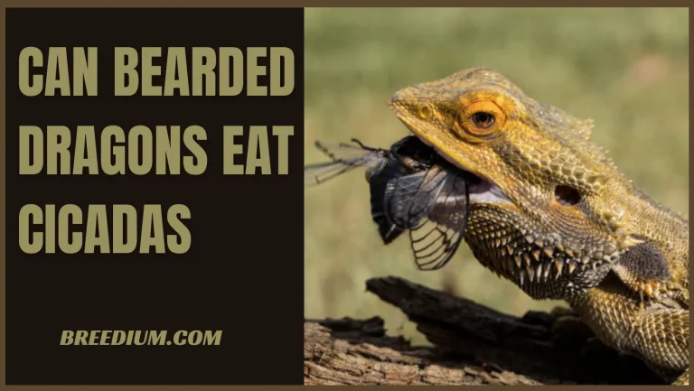 Can Bearded Dragons Eat Cicadas? | Is It Safe To Eat?