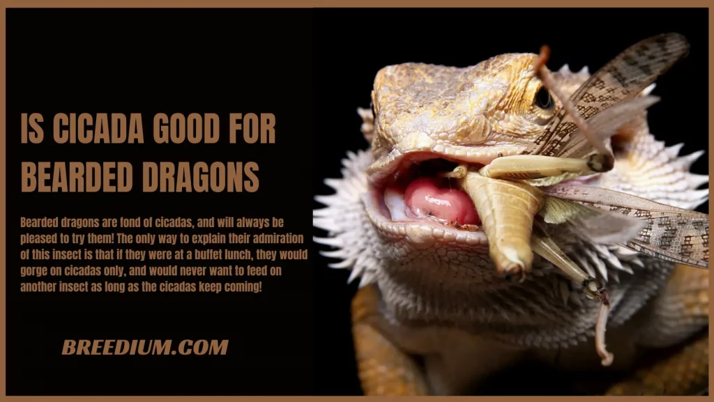 Is Cicada Good For Bearded Dragons